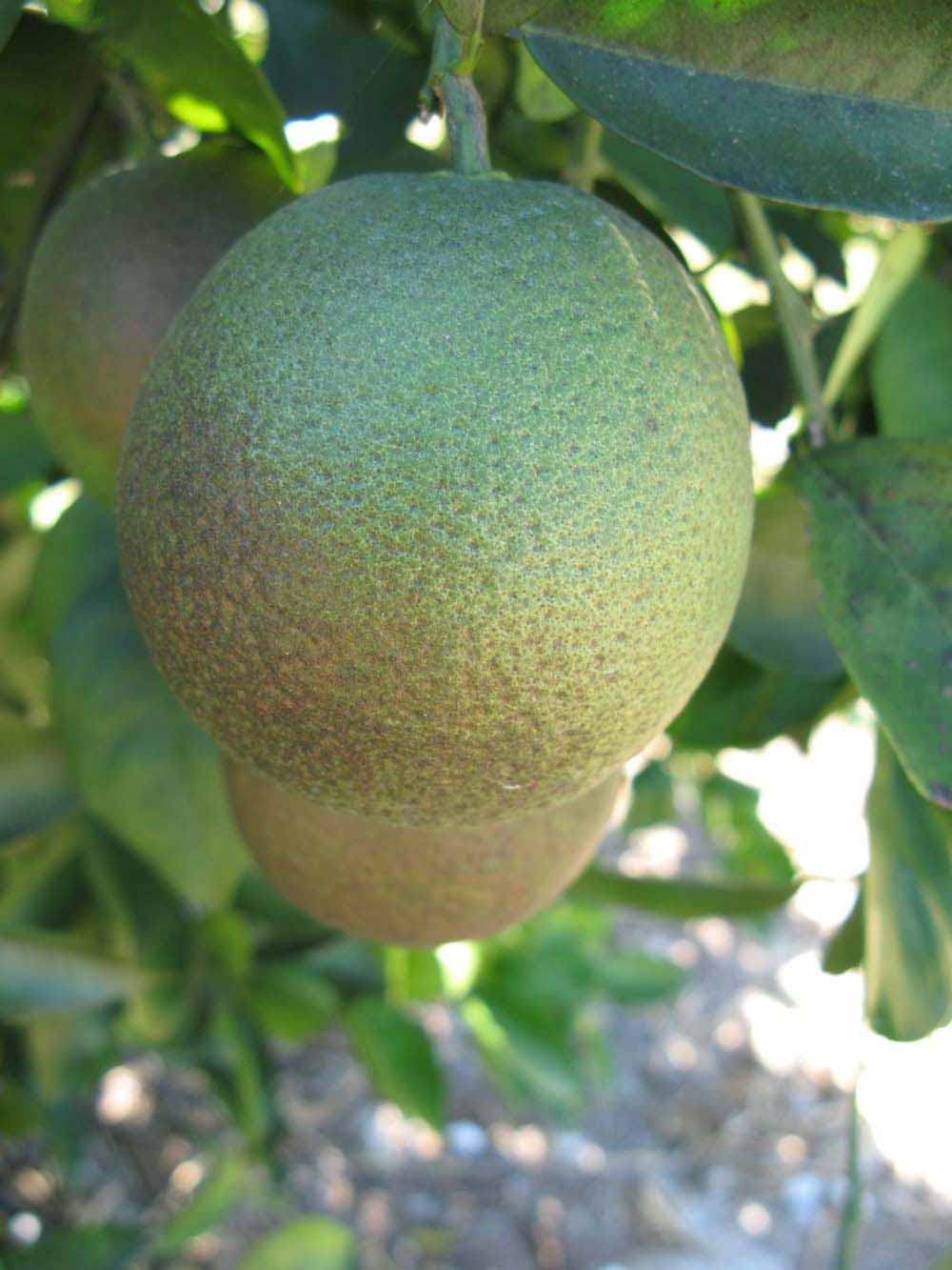            Immature fruit (Winter Haven, FL)   